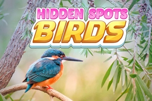 Hidden Spots - Vögel